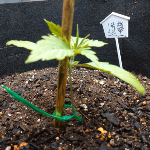 1号 growlog timeline photo