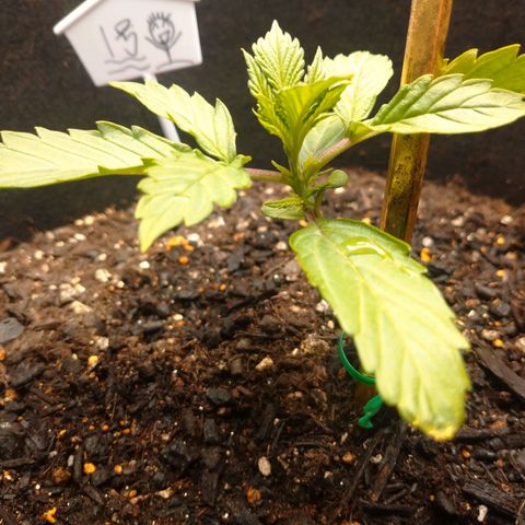 1号 growlog timeline photo