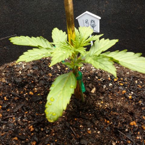 1号 growlog timeline photo