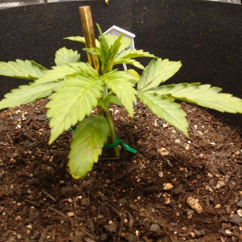 1号 growlog photo: 栄養期入った