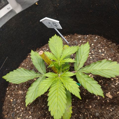 1号 growlog photo: 栄養期入った