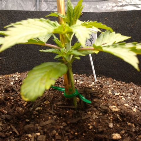 1号 growlog photo: 栄養期入った