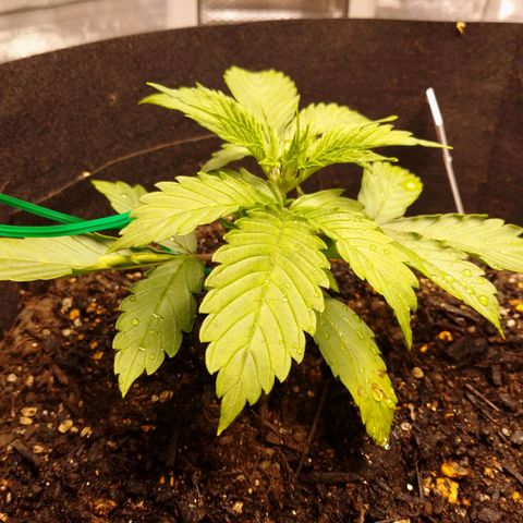 1号 growlog timeline photo