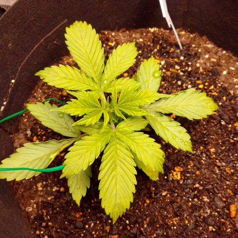 1号 growlog timeline photo
