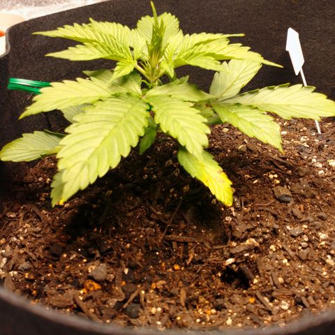 1号 growlog timeline photo