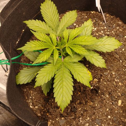 1号 growlog timeline photo