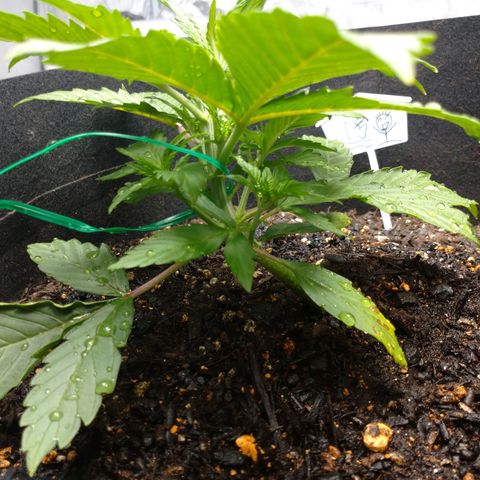 1号 growlog timeline photo