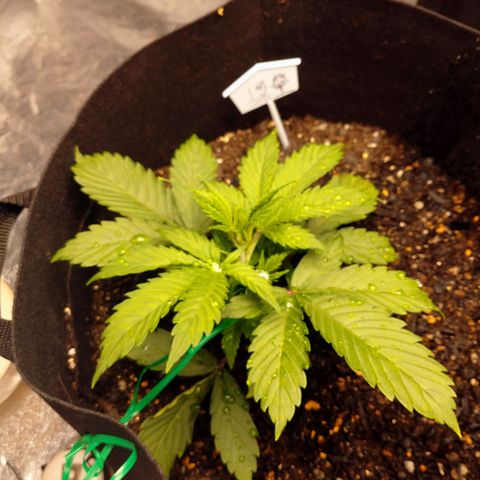 1号 growlog timeline photo