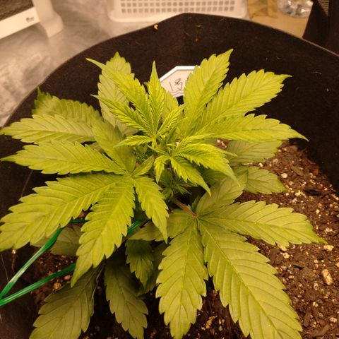 1号 growlog timeline photo