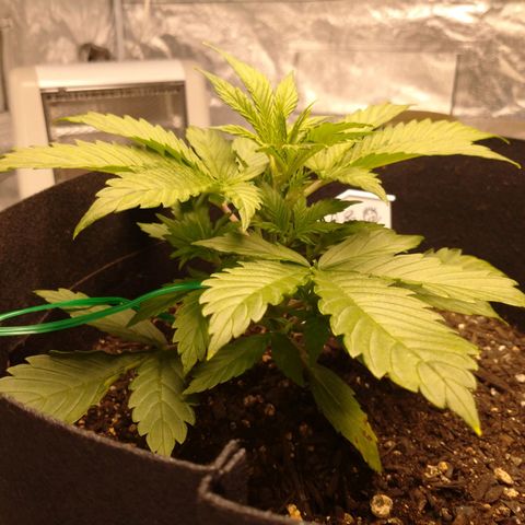 1号 growlog timeline photo