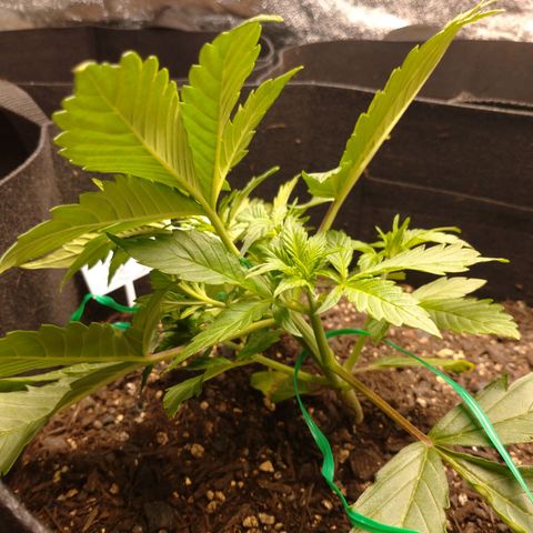 1号 growlog photo: LST２回目実施状況