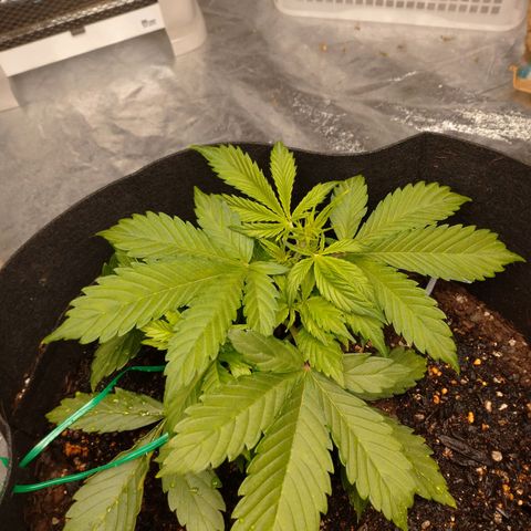 1号 growlog timeline photo