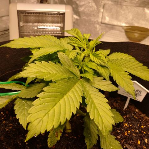 1号 growlog timeline photo