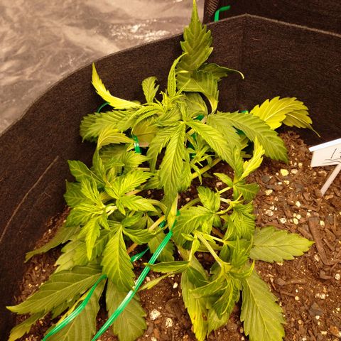 1号 growlog timeline photo