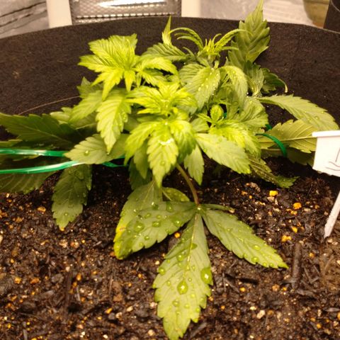 1号 growlog timeline photo