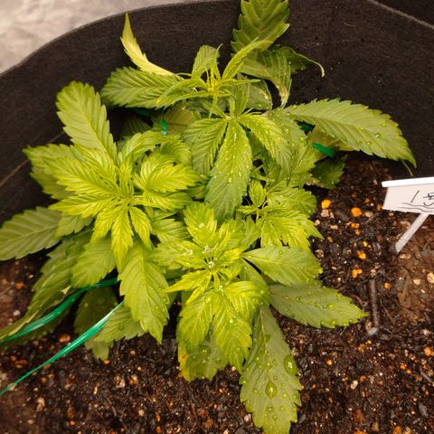 1号 growlog timeline photo
