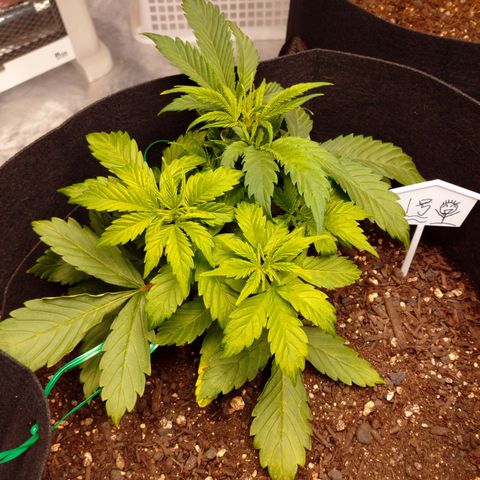 1号 growlog timeline photo