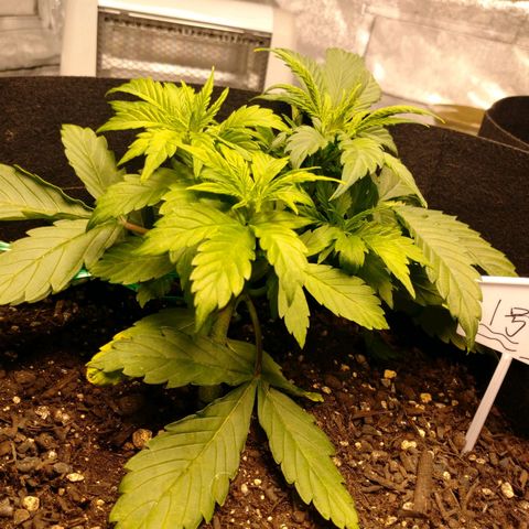 1号 growlog timeline photo