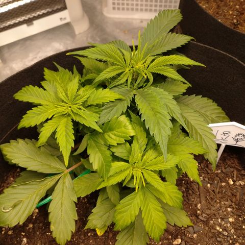 1号 growlog timeline photo