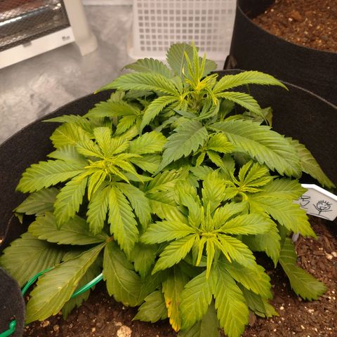 1号 growlog timeline photo