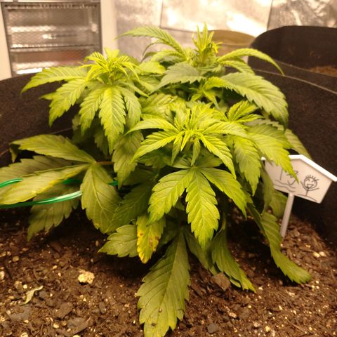 1号 growlog timeline photo