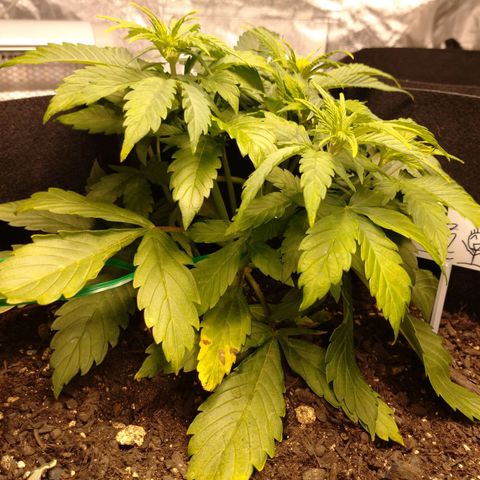 1号 growlog timeline photo