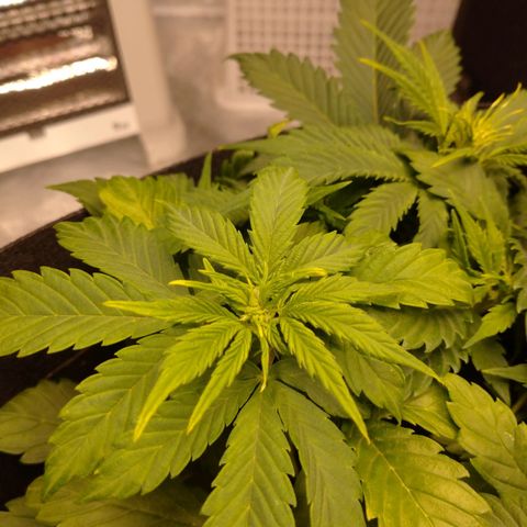 1号 growlog timeline photo