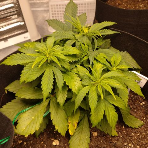1号 growlog timeline photo
