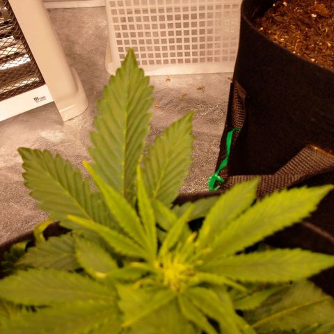 1号 growlog timeline photo