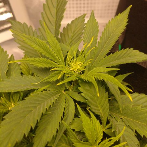 1号 growlog timeline photo