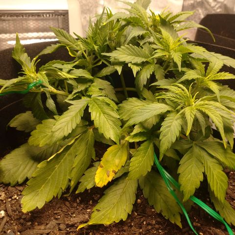 1号 growlog timeline photo