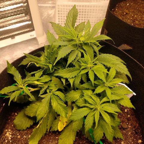 1号 growlog timeline photo