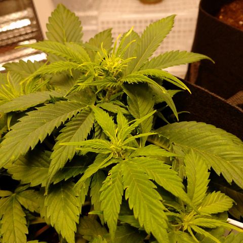 1号 growlog timeline photo