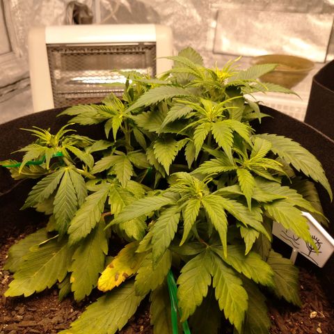 1号 growlog timeline photo