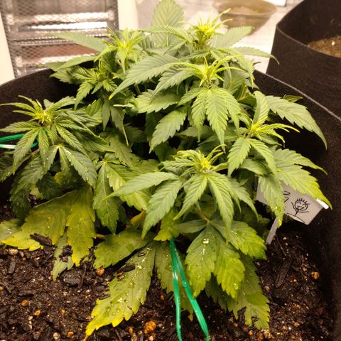 1号 growlog timeline photo