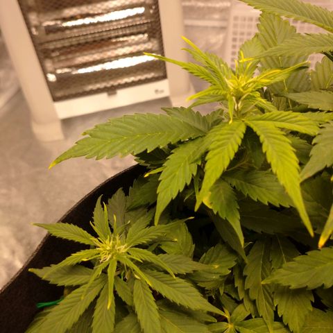 1号 growlog timeline photo