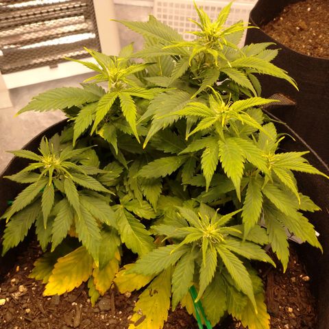 1号 growlog timeline photo