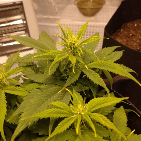1号 growlog timeline photo