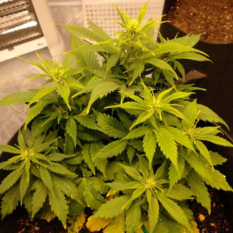 1号 growlog photo: 夜0時時点
