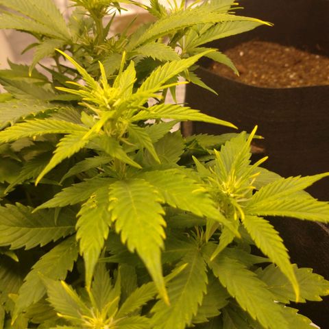 1号 growlog timeline photo