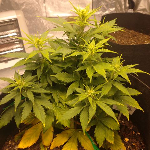 1号 growlog timeline photo