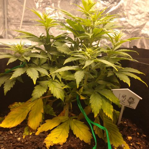 1号 growlog timeline photo