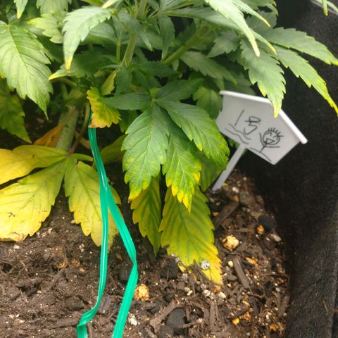 1号 growlog timeline photo
