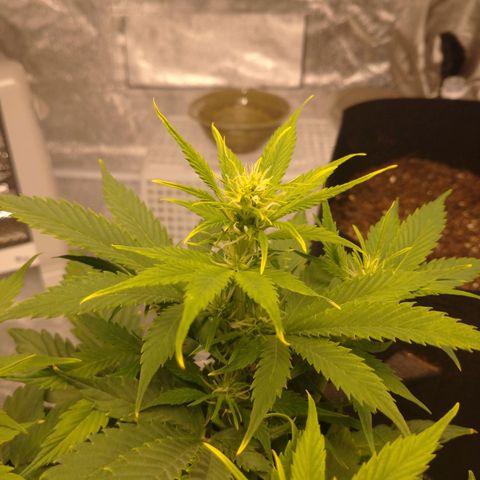 1号 growlog timeline photo