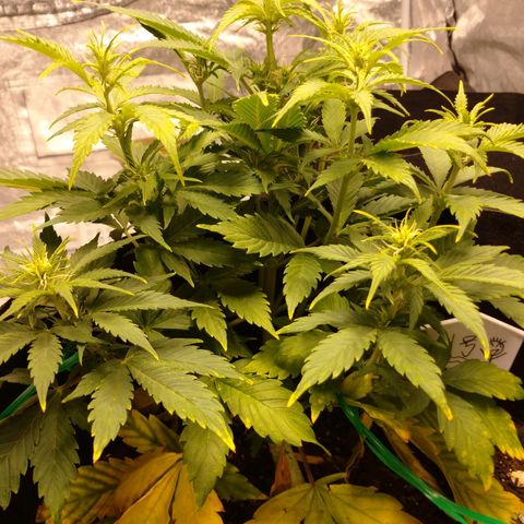 1号 growlog timeline photo