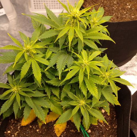 1号 growlog timeline photo
