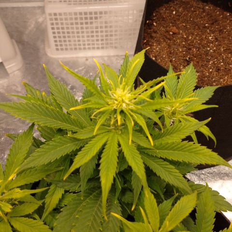 1号 growlog timeline photo