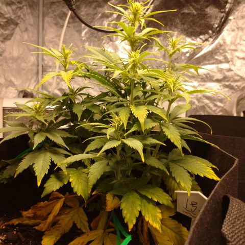 1号 growlog timeline photo