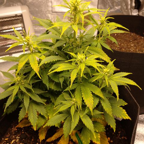 1号 growlog timeline photo