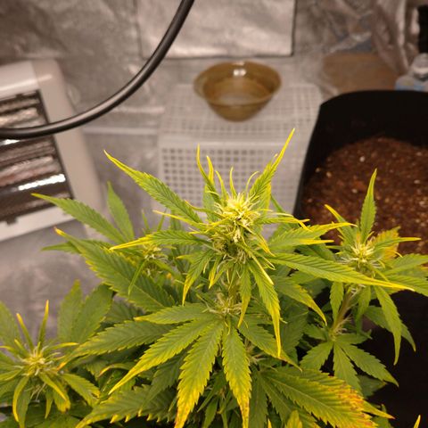 1号 growlog timeline photo